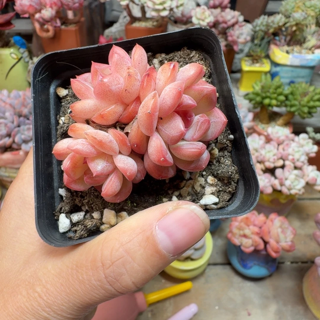 琴心脱土发货多肉