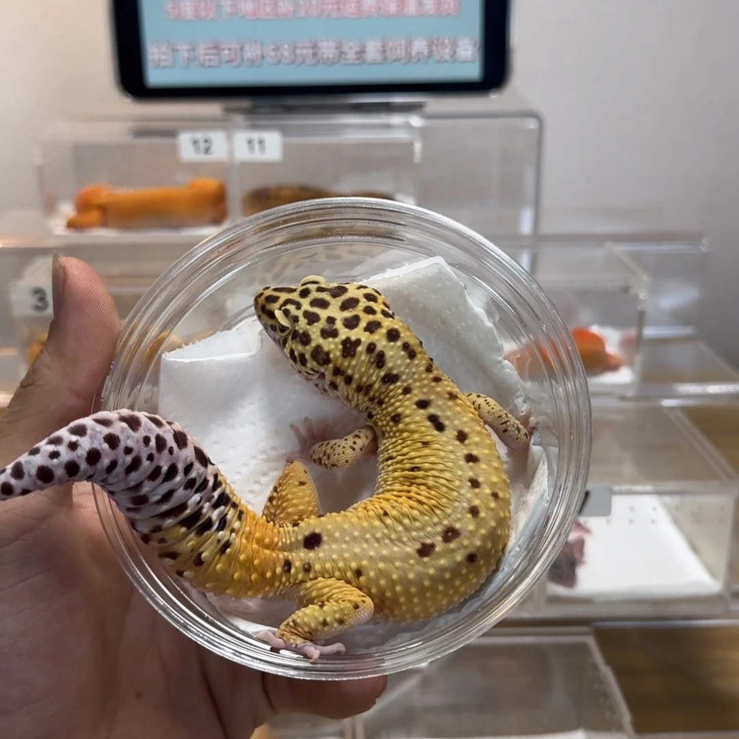 豹纹守宫橘子弟弟