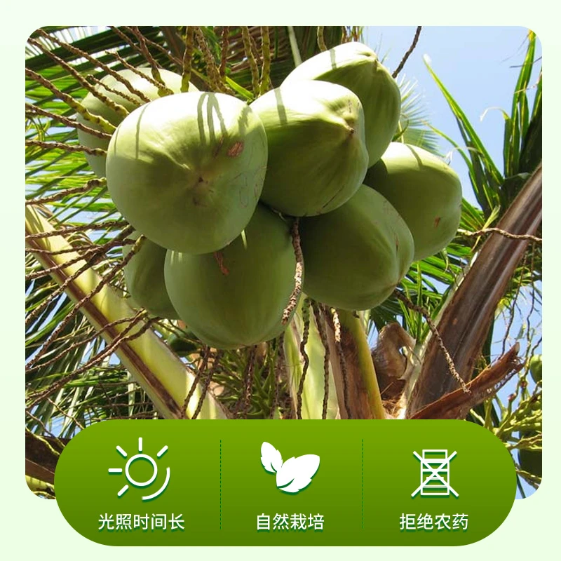 兆业甄选海南椰子