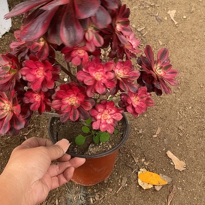 多肉植物香奈儿697多肉