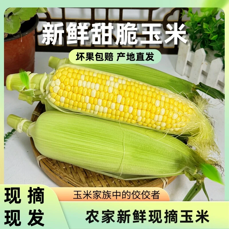 云南新鲜水果玉米可生吃口感清甜精品金银玉米蔬菜