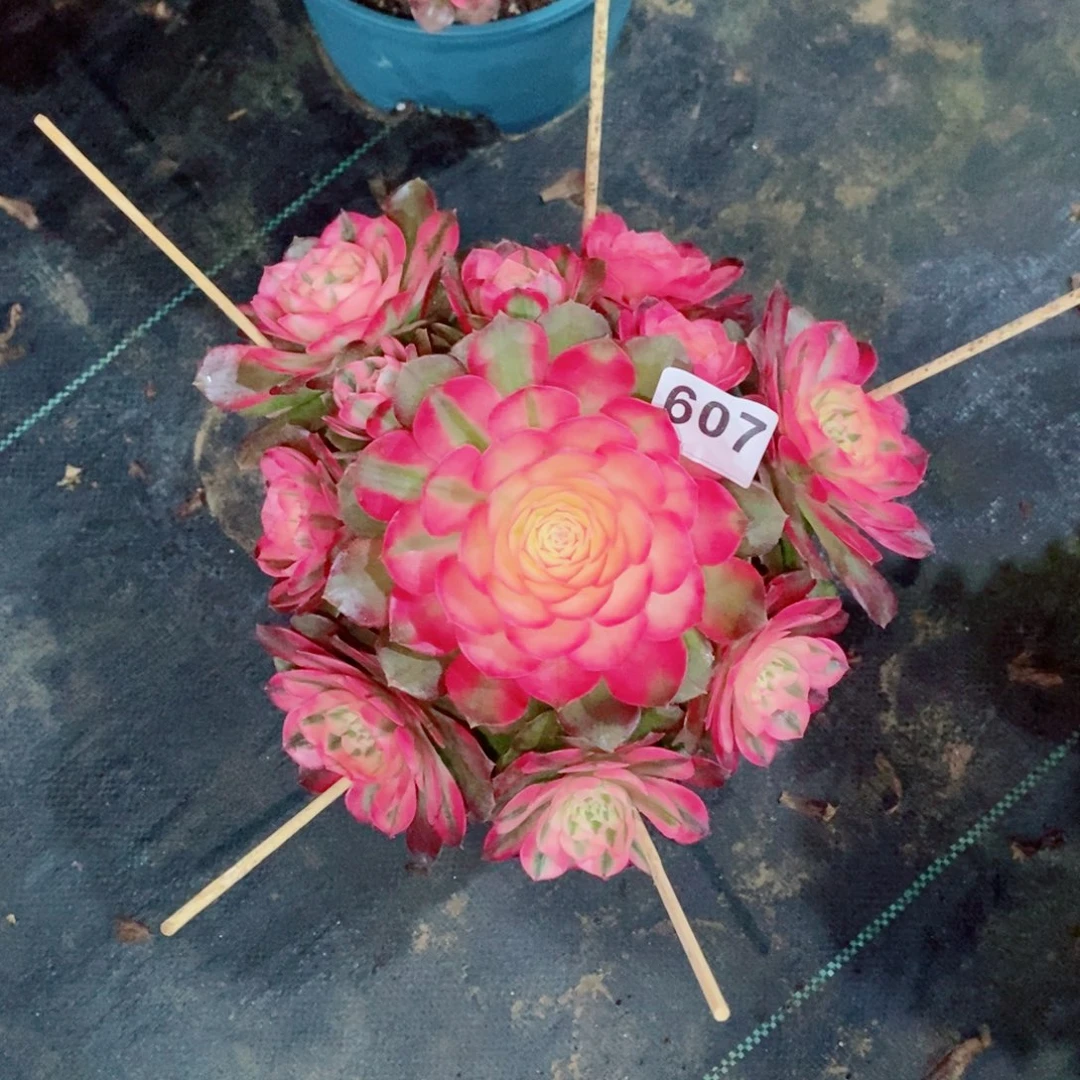 刘*芬荔枝607多肉20➕冠服