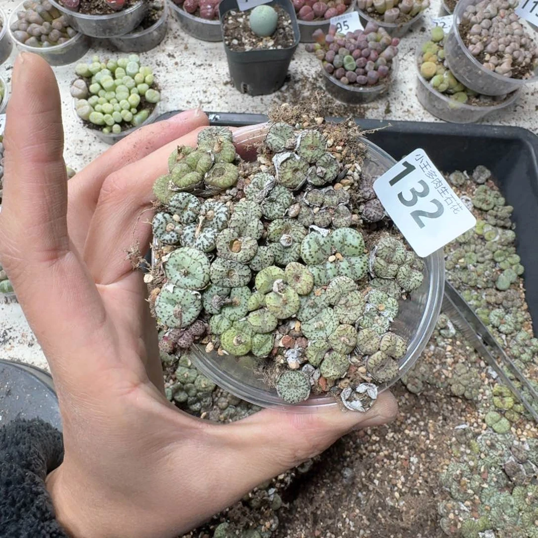 132 彩色安贞一盒。多肉植物