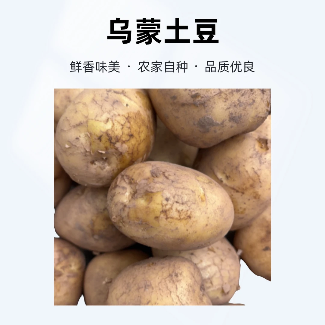 乌蒙大草原有机绿色种植口感好可多种方式烹饪的米拉土豆
