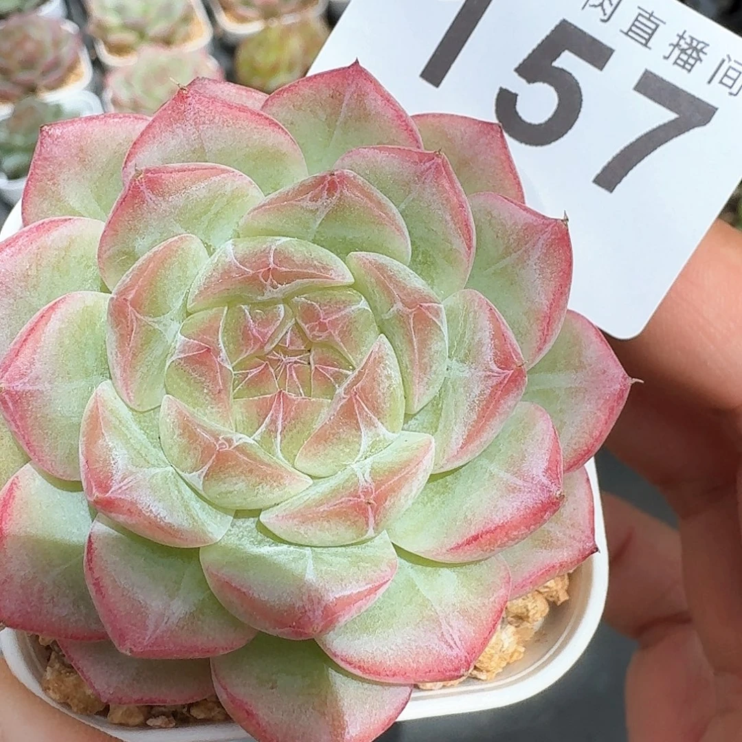 梦冉优选            精美多肉植物