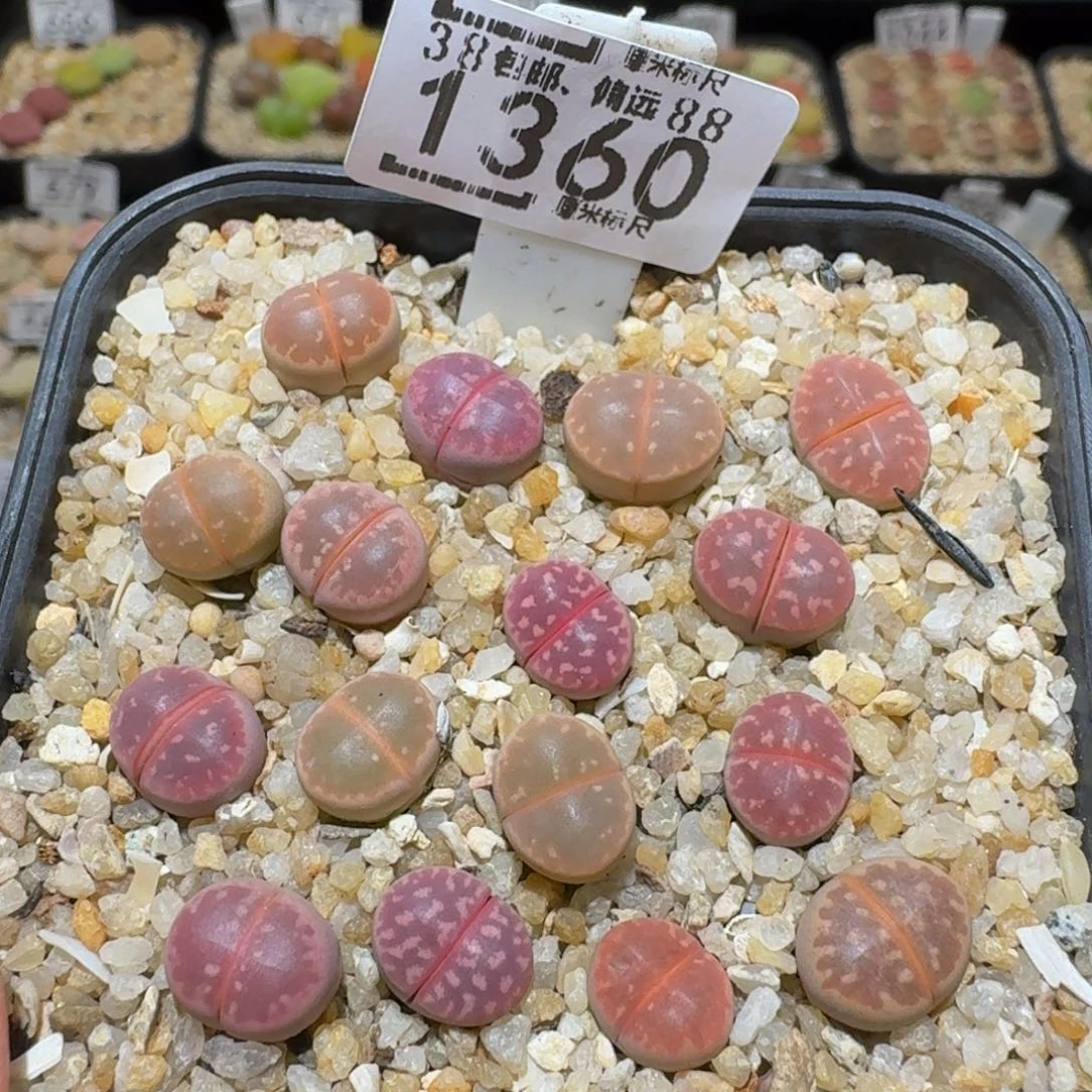 Ssss精品生石花1360