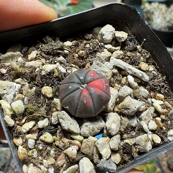 蓝***影197兜锦实生脱土发货