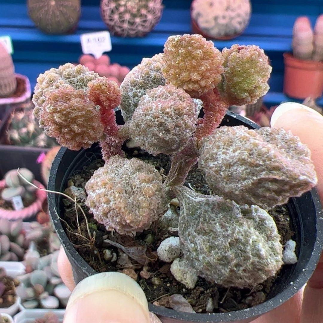 丁**瑰荔枝皮。