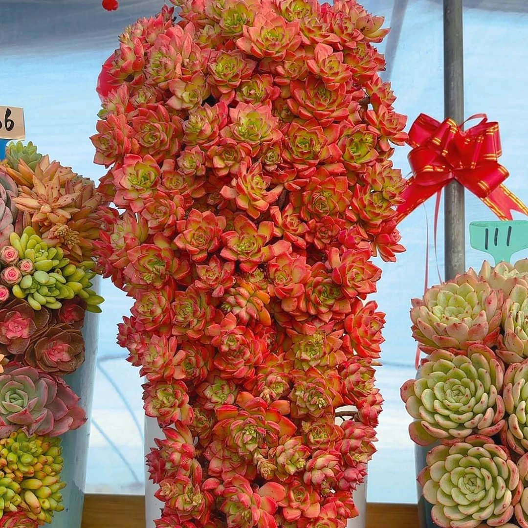 222大号玫瑰多肉组合
