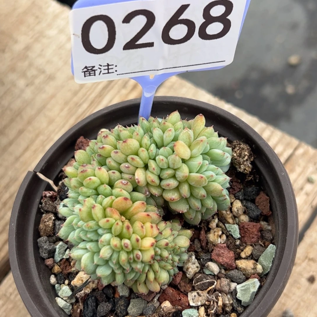 白胖子缀多肉植物
