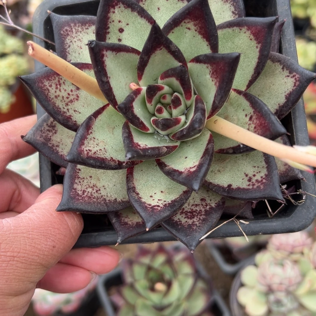 多肉植物多肉植物