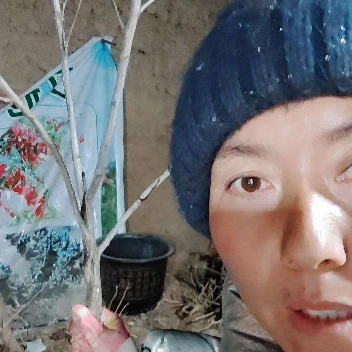 风***️完全开放文冠树一颗