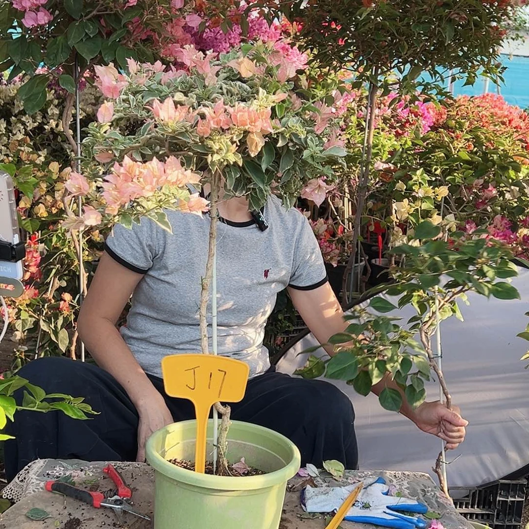 于***文大部分花苞少量开放J17少女心