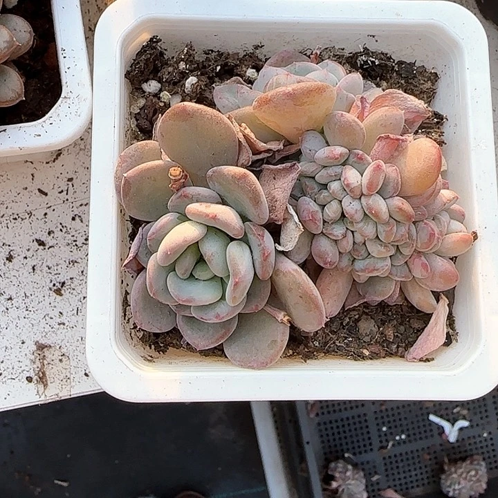 青蛙王子儿童牙膏套装111