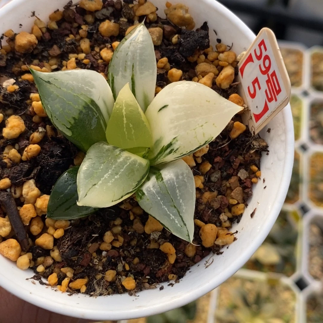 595裹斑若十二卷多肉植物