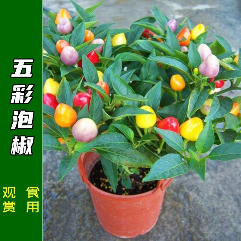 五彩泡椒种子五彩椒七彩多彩辣椒籽食用观赏四季阳台盆栽蔬