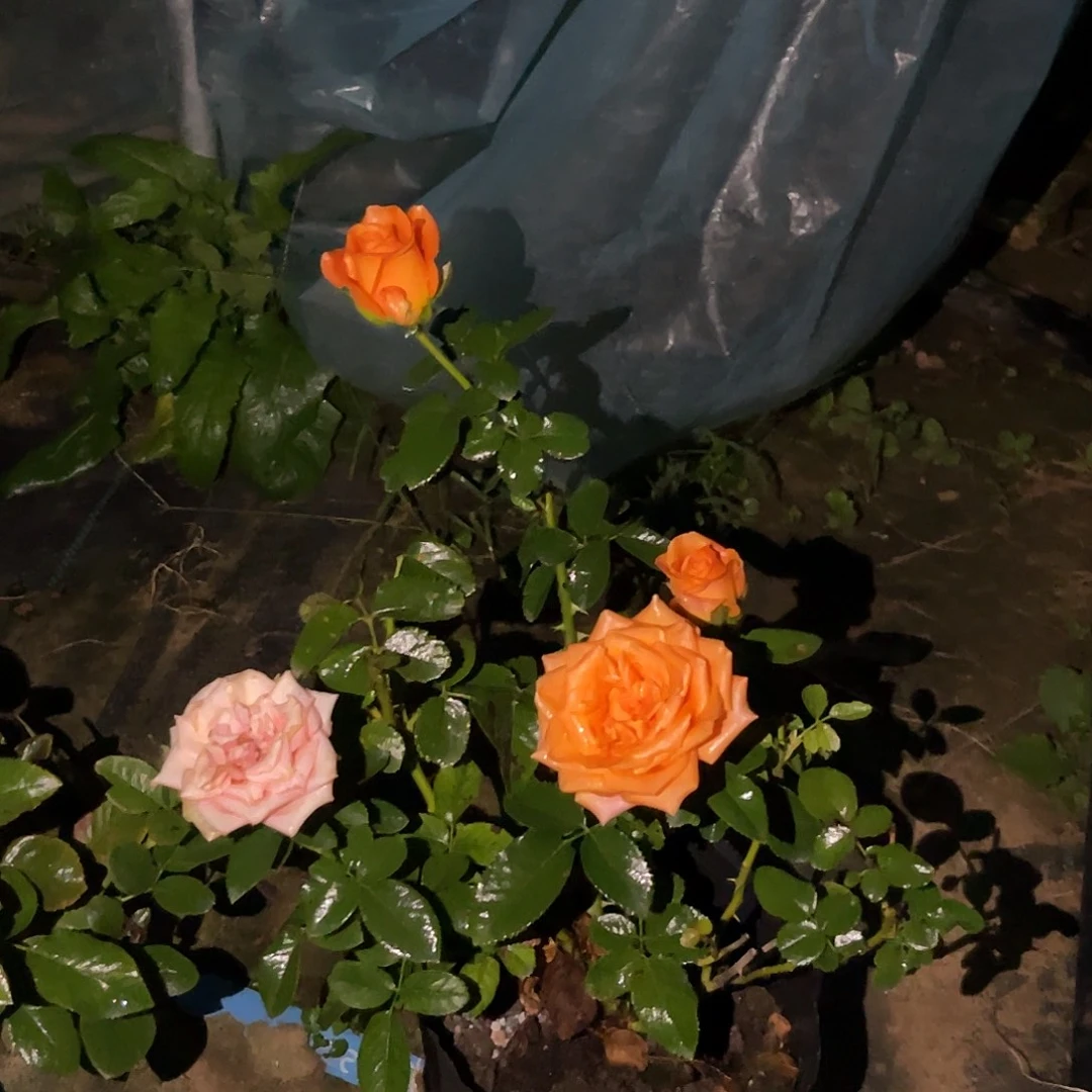 无花朵———橙色记忆中苗