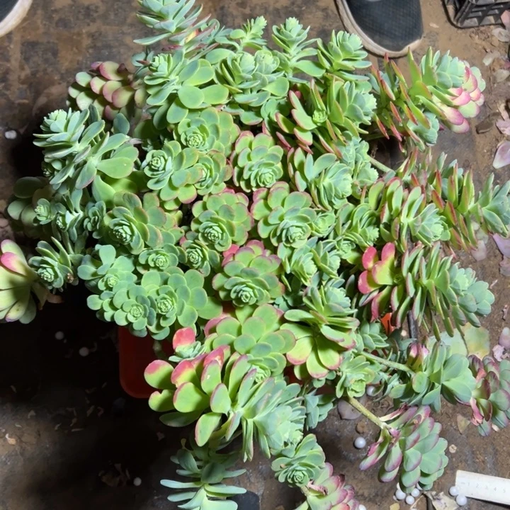 地栽薄化妆大冠幅1棵（包邮不包损）