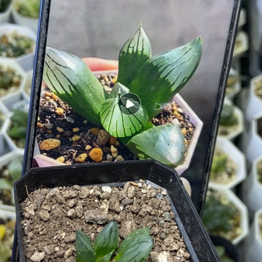 裹般若实生2号一物一拍