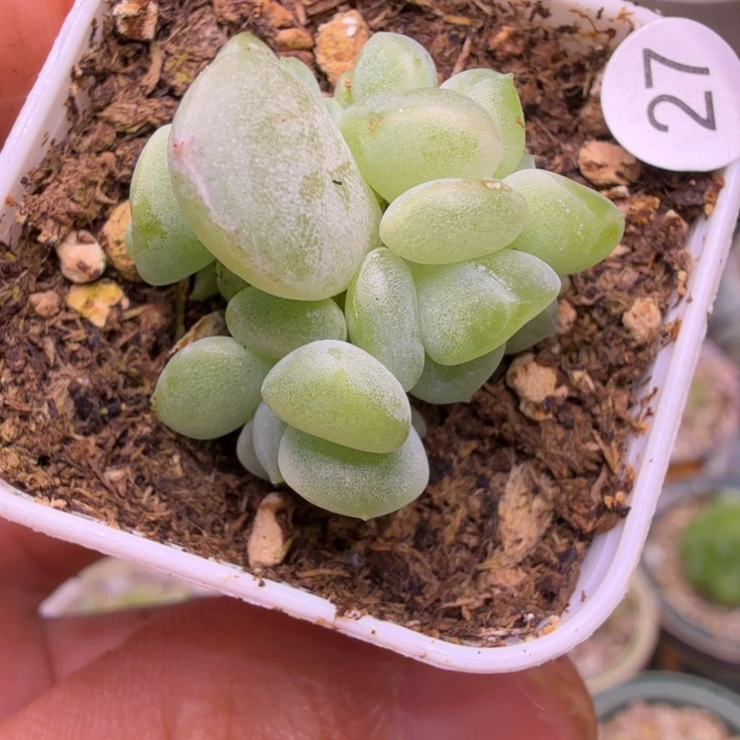 27号5头楼兰4方盆一物一拍