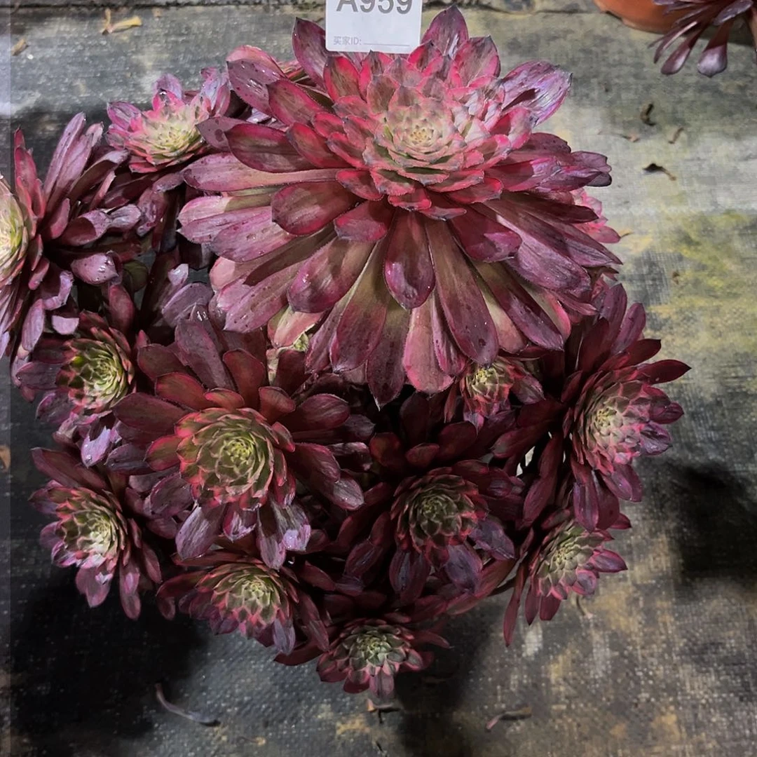 思*人紫霞多肉植物959