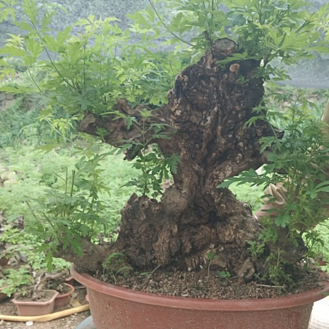 8***9当前无花栽培后可以开花