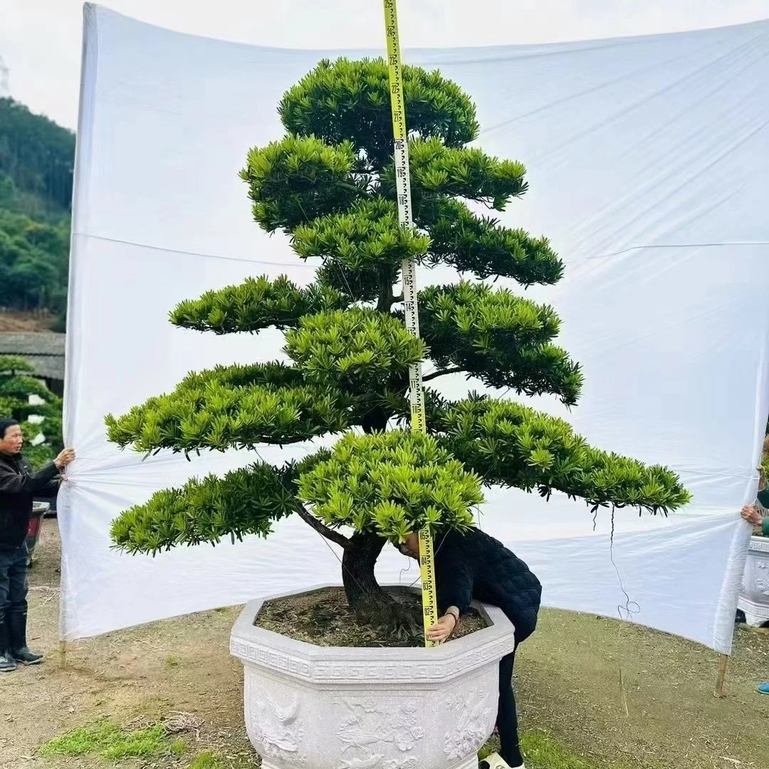 罗汉松盆栽室外罗汉松绿植室内客厅庭院老桩造型