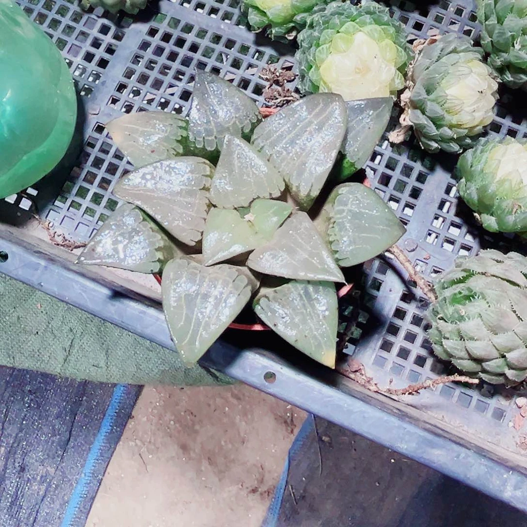 特价处理阿房宫寿