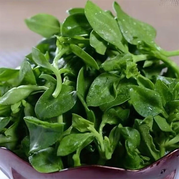 穿心莲280g-300g/份