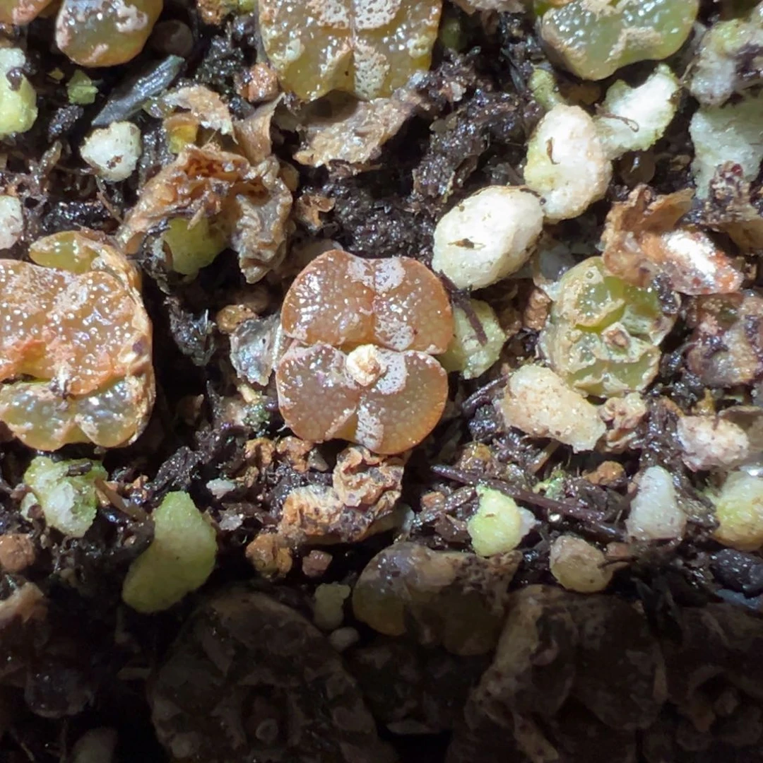 唐**鱼多肉双头优选勋章一棵特  唐草