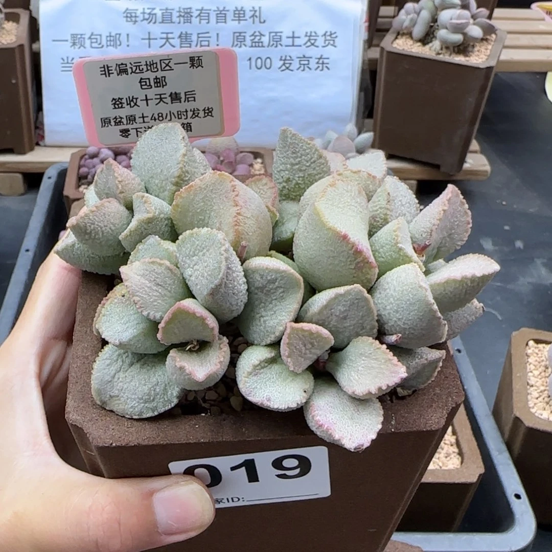 嘎*019彩虹翼多肉植物