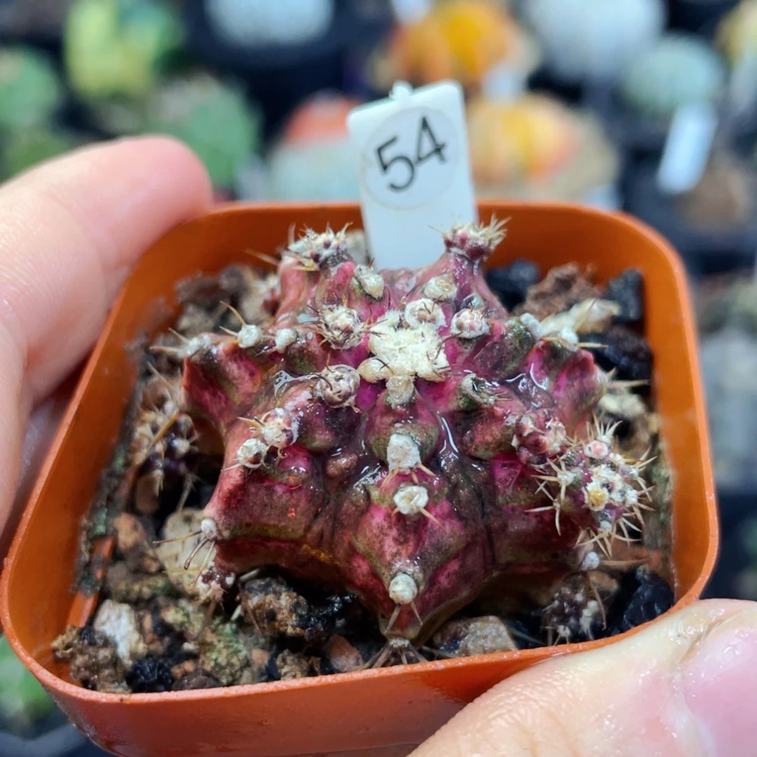 海神盆5公分满25包邮裸根发货