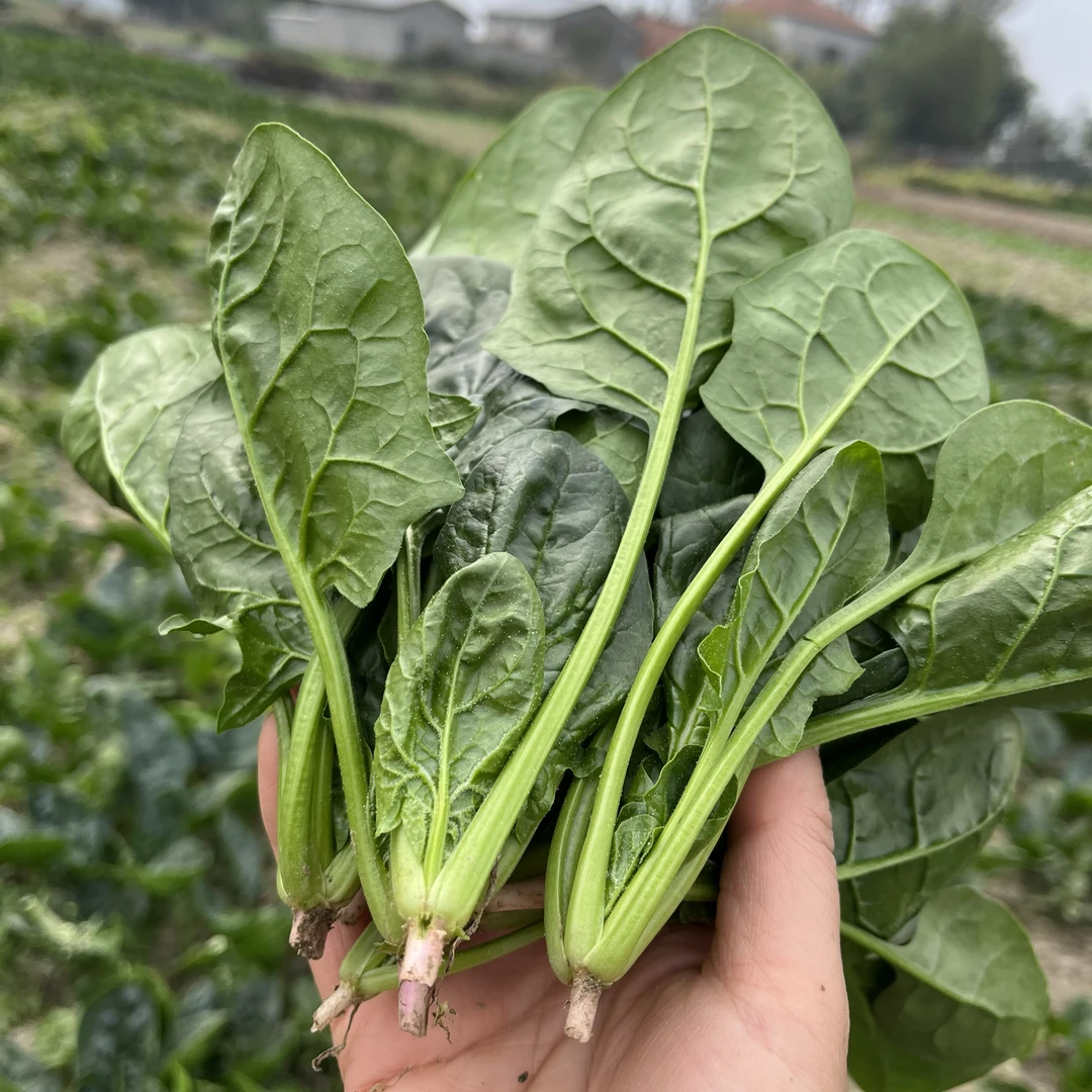 【精品菠菜】山东新鲜菠菜矮脚菠菜红根大叶农家自种露天现挖蔬菜