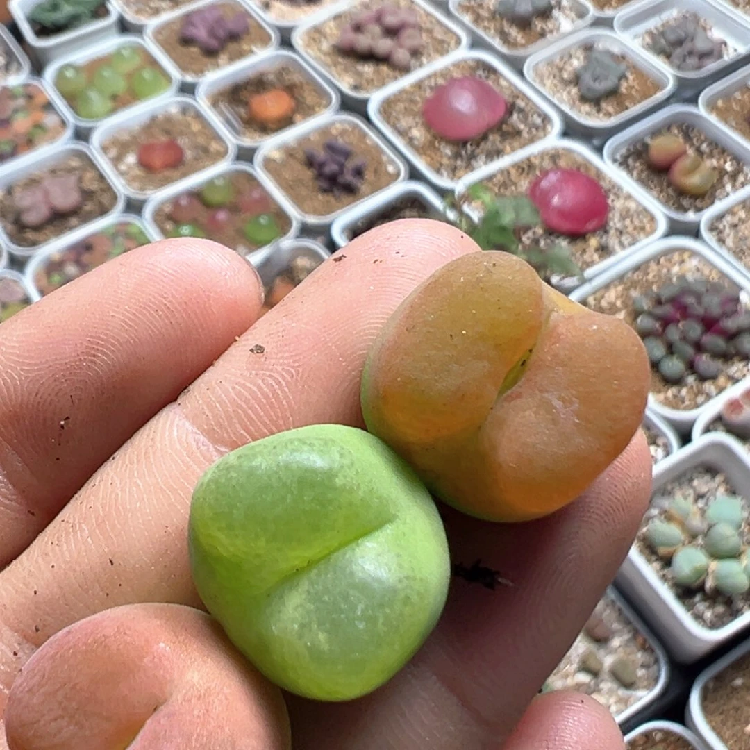 p***s36多肉植物百科知识