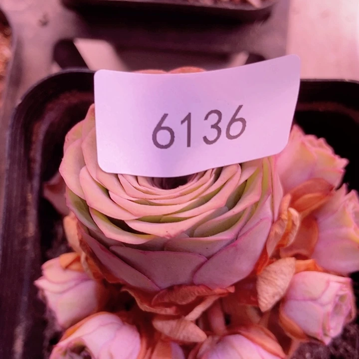 6136山地玫瑰花群