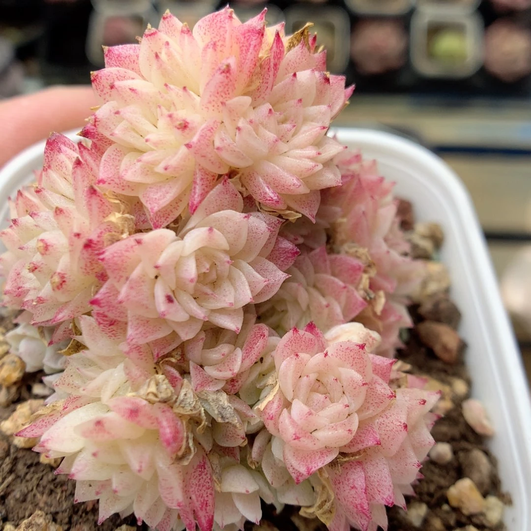 G54 ，20包邮两天凑单偏远地区不发货