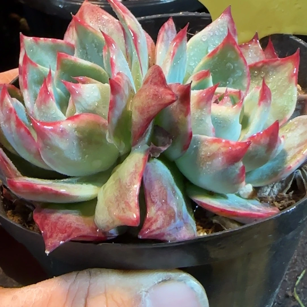 惊鸿一物一拍包装收缩花旱380