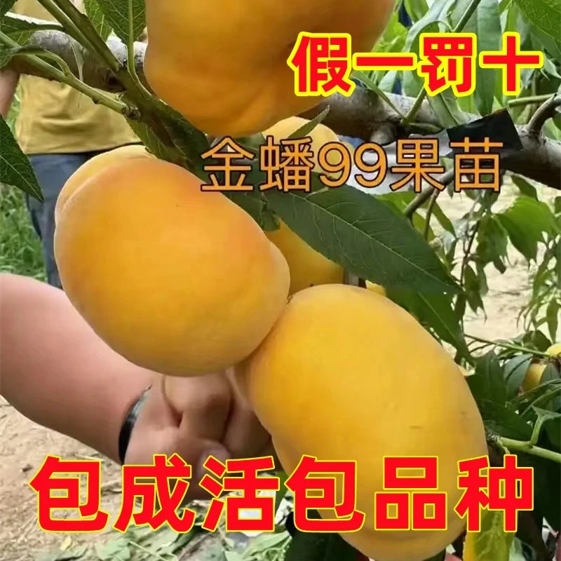 金蟠99嫁接桃树苗南方北方种植早熟水果盆栽地栽当年结果养死包赔
