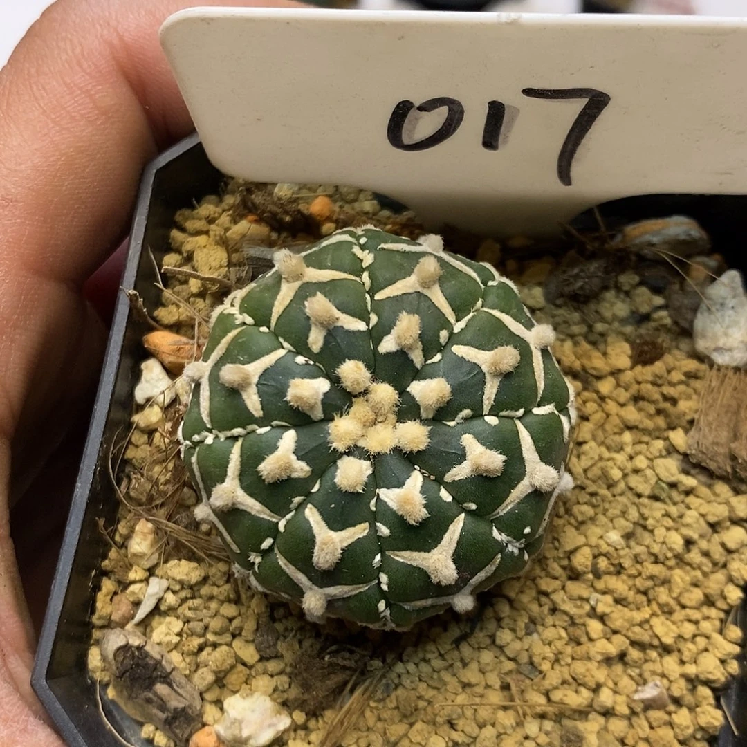 017福利特价来了哦吼吼