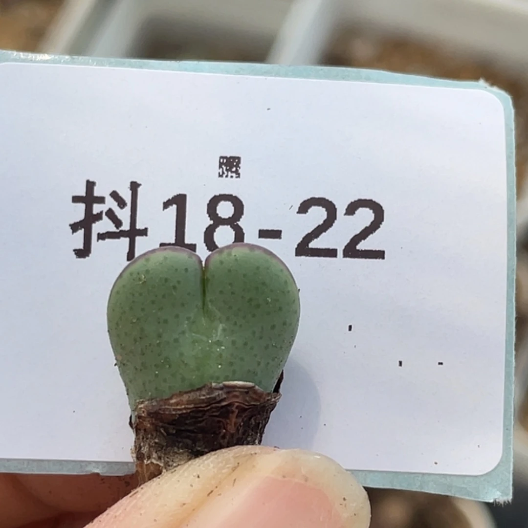 18-22爱心将多肉植物
