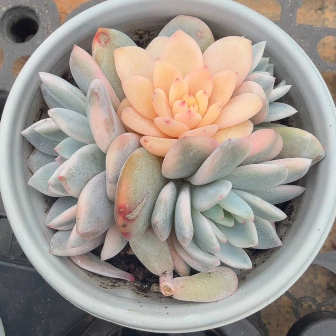 开播福利橙梦露锦腹轮锦