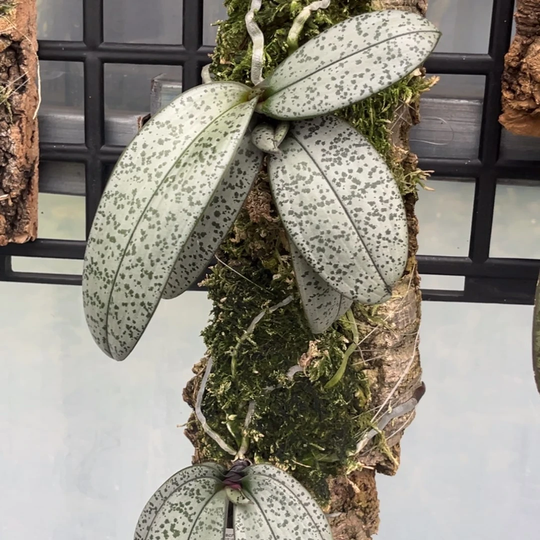 无花朵板值银叶脉纹分生苗