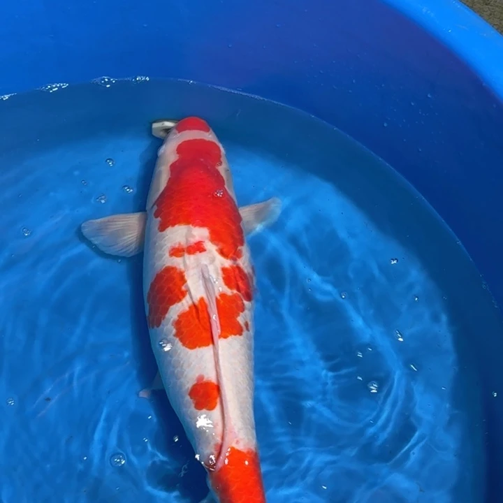 锦鲤板井红白专拍链接