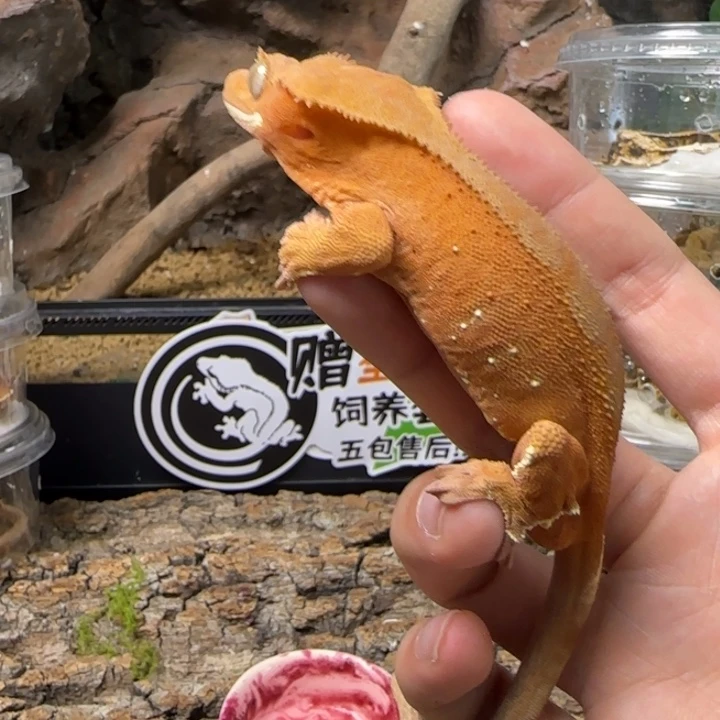 用***8睫角守宫双红波点