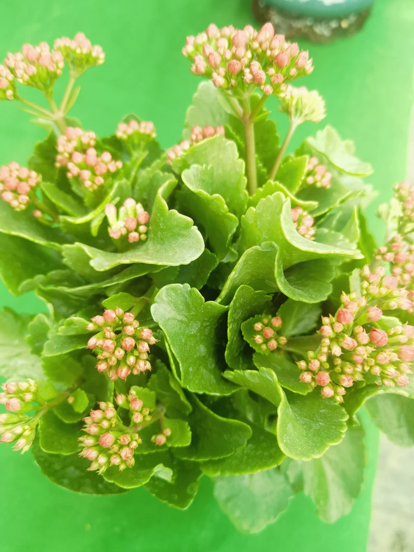 长寿花！健康长寿！卧室首选！新手入手！只发新疆