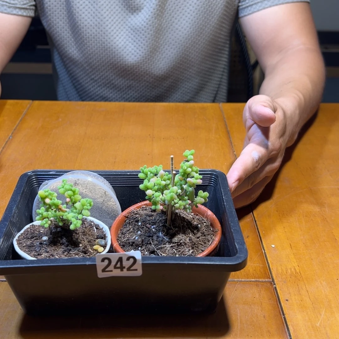 带花盆两个带土242号框
