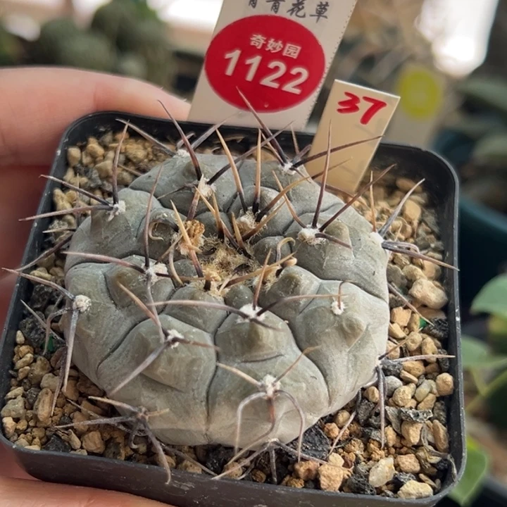 实生上蜡黑刺铅皮5cm