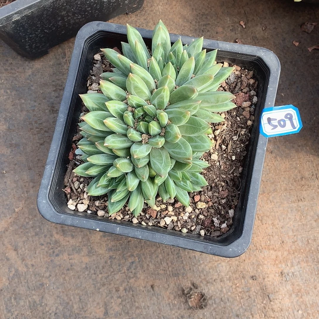 509青花瓷 一物一拍多肉