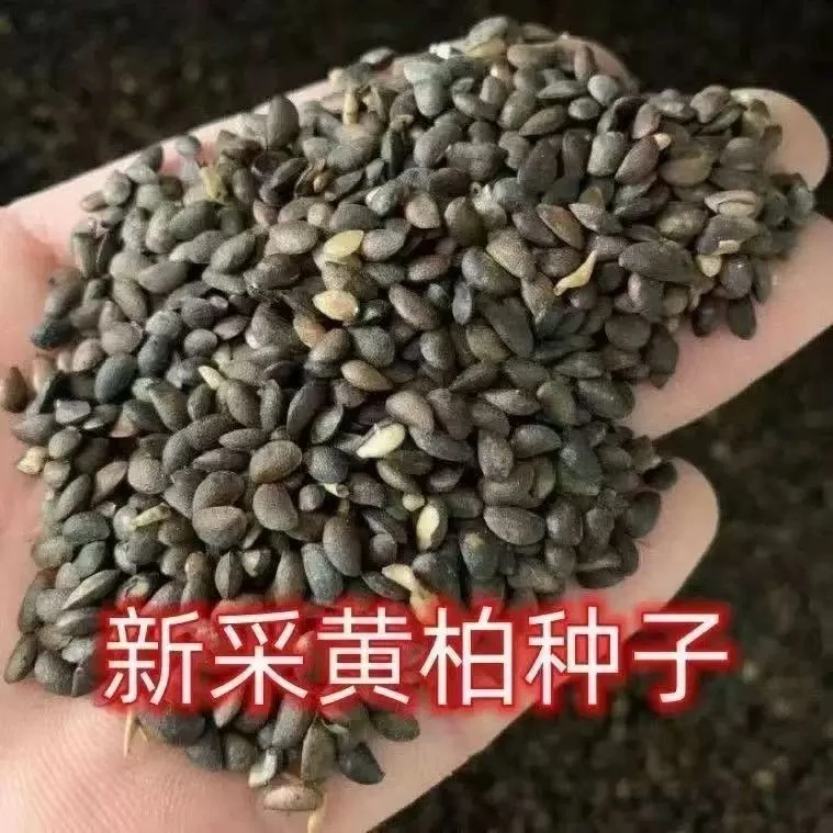 黄柏种子2025新采厚皮川黄柏种子苗木黄檗名贵药材黄柏黄柏树种子