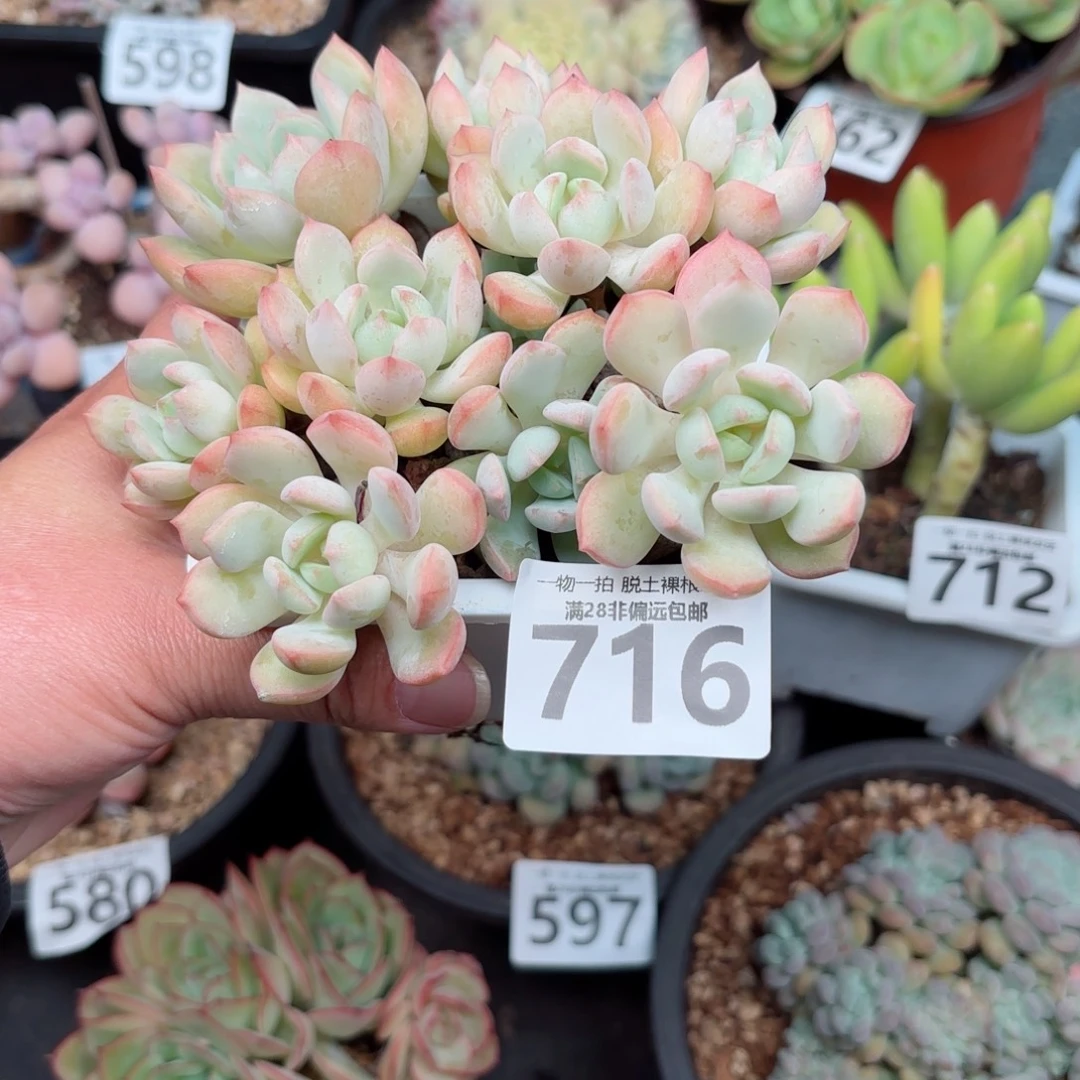 蜜桃格林无盆土发货